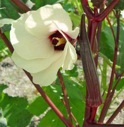 Red Burgundy Okra Seeds Etsy