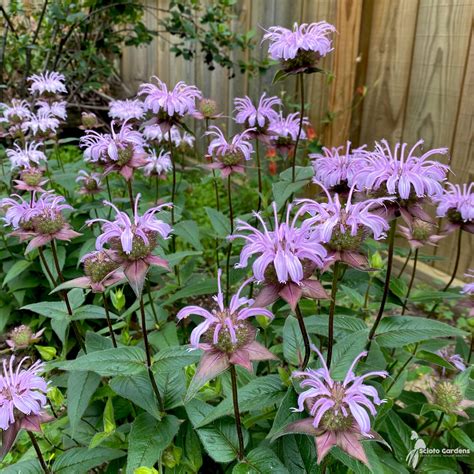 Purple Bee Balm Plant