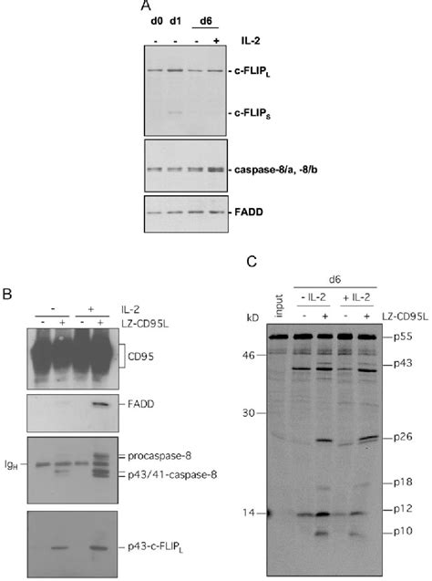 Figure 3 From Activation Induced Cell Death Human T Cells Toward Cd95