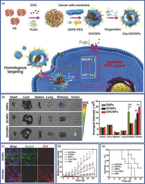 Cancer Cell Membrane‐coated Nanoparticles Nps For The Delivery Of