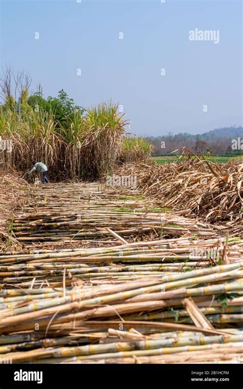 Sugarcane Plantation Are Harvesting Season In Thailand Agriculture