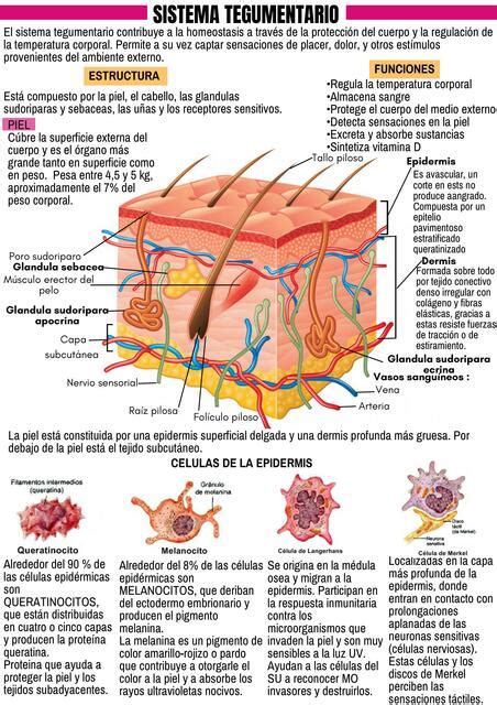 Sistema Tegumentario Erica Maman Udocz