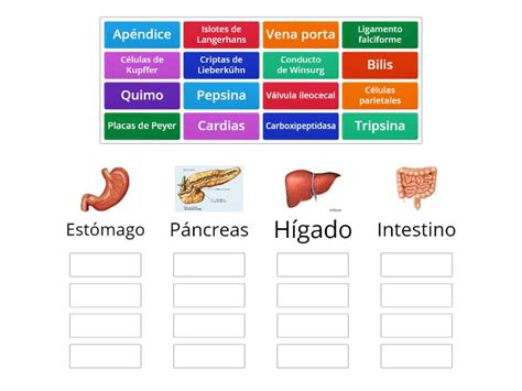 Anatom A Digestivo Ordenar Por Grupo