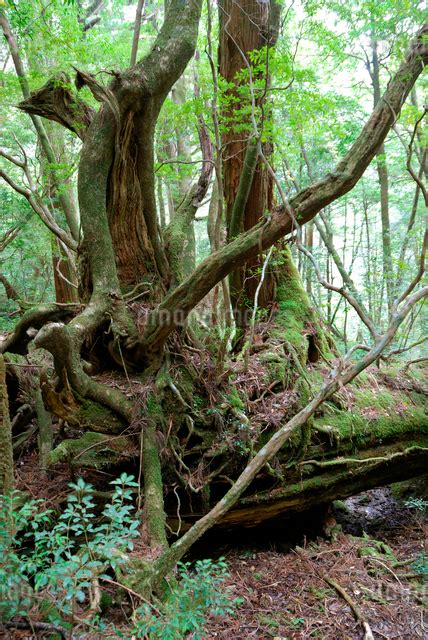 倒木更新 屋久杉の森では倒木の上にも様々な樹木が再生して森林の写真素材 Fyi04047199 ストックフォトのamanaimages