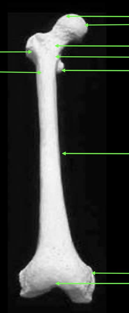 Vue anté du fémur d Diagram Quizlet