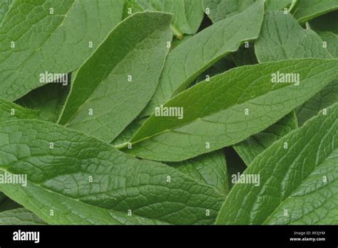 Comfrey Symphytum Officinale Medicinal Plant Stock Photo Alamy