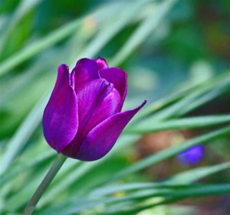 Flowers For Flower Lovers Purple Tulip Flowers Pictures