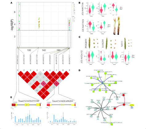 A Local Manhattan Plot And Linkage Disequilibrium Ld Heatmap Of