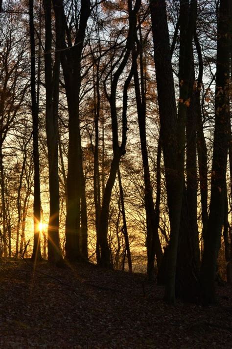 Free Images Tree Nature Forest Branch Light Sunlight Morning