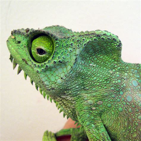 Chameleon Medical: Sunken Eyes - Chameleon Academy