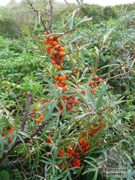 Hippophae Rhamnoides from Burncoose Nurseries