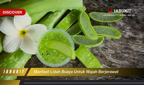 Temukan Manfaat Lidah Buaya Untuk Wajah Berjerawat Yang Wajib Kamu