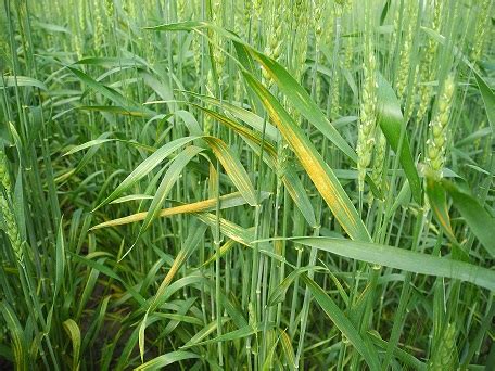 Wisconsin Winter Wheat Disease Update June 12 2013 Integrated Pest