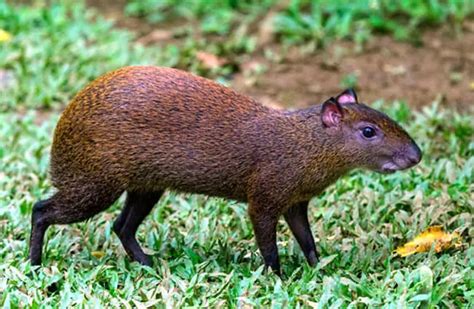 Agouti