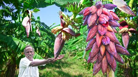 BANANA FLOWERS HARVESTING and COOKING வழ ப கடட Village