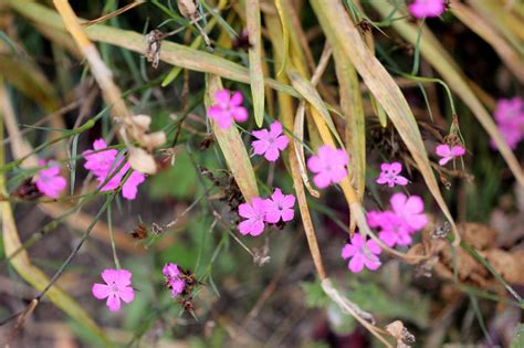 Dianthus Cruentus Introduced Usa Eflora Of India