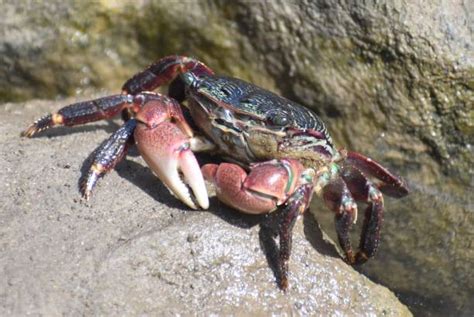 160 Striped Shore Crab Stock Photos Pictures And Royalty Free Images