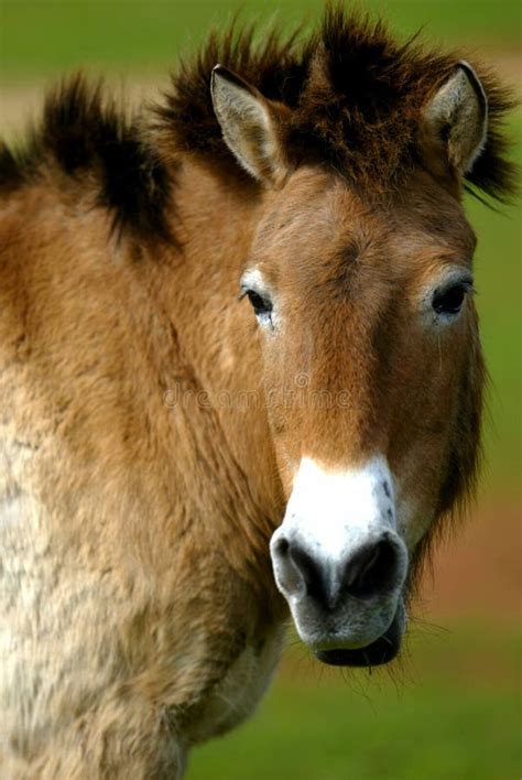 Mongolian Wild Horse stock photo. Image of american, wildlife - 7179392