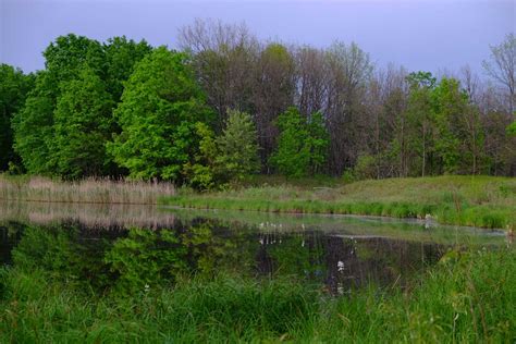 Chernobyl has become a refuge for wildlife 33 years after the nuclear ...