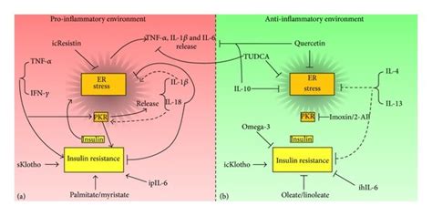 Balance Of Pro Inflammatory And Anti Inflammatory Cytokines In The Download Scientific Diagram