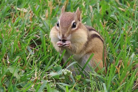 Chipmunk Grass Eating - Free photo on Pixabay - Pixabay