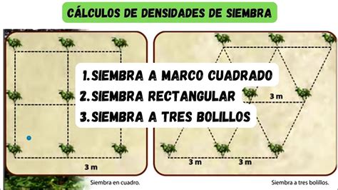 Calculo De Densidades De Siembra Marco Cuadrado Rectangular Y Tres