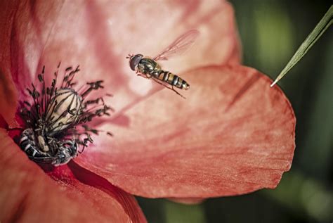 Free Images Nature Blossom Leaf Flower Petal Pollen Red Insect