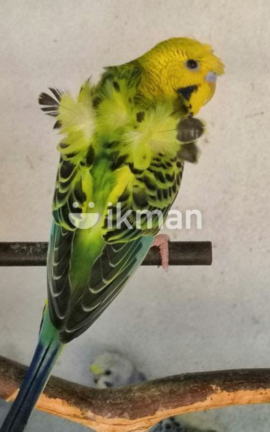 Frill Love Birds For Sale In Jaffna City Ikman