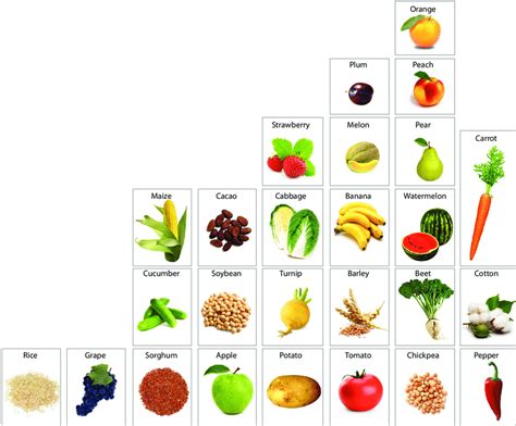 Major Food Crops With Sequenced Genomes Rice Goff Et Al 2002 Download Scientific Diagram