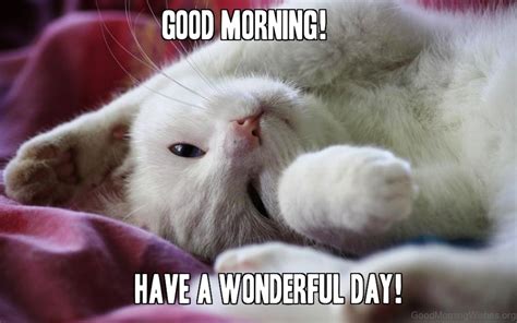 Beautiful Good Morning Cat Images Merryheyn