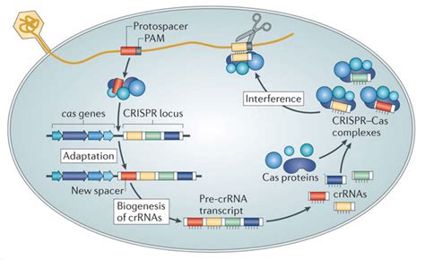 CRISPR-Cas system is the new-age gene engineering technology