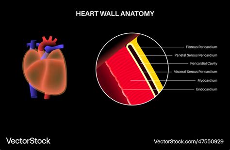 Heart Wall Anatomy Royalty Free Vector Image Vectorstock