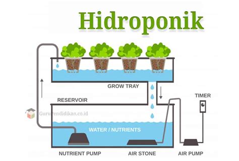 Hydroponik Cara Menanam Tanaman Tanpa Tanah Kaskus