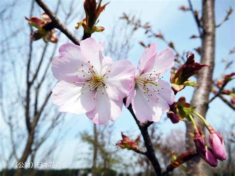 紫桜 桜図鑑｜公益財団法人日本花の会