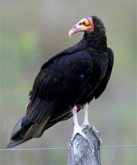 Lesser yellow-headed vulture - Wikipedia