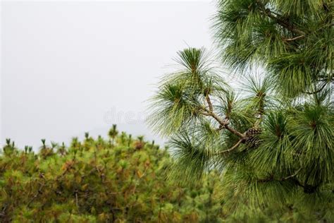 Shillong View Point, Laitkor Peak Shillong Meghalaya India. Stock Photo ...