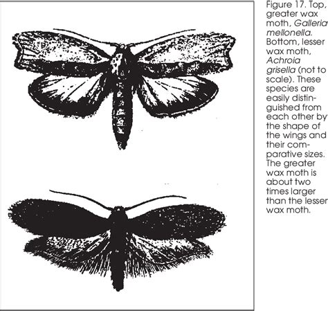 Figure 2 From Diagnosis Of Honey Bee Diseases Semantic Scholar