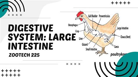 POULTRY 1 Digestive System Of Chickens The Large Intestine Module