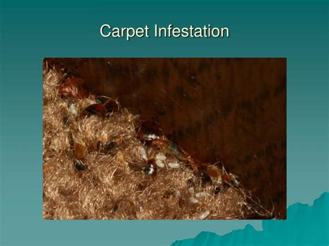 Ppt Shining A Light On These Nocturnal Parasites Powerpoint