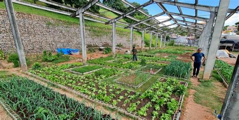 Agricultura e hortas urbanas são garantias de alimentos frescos e de