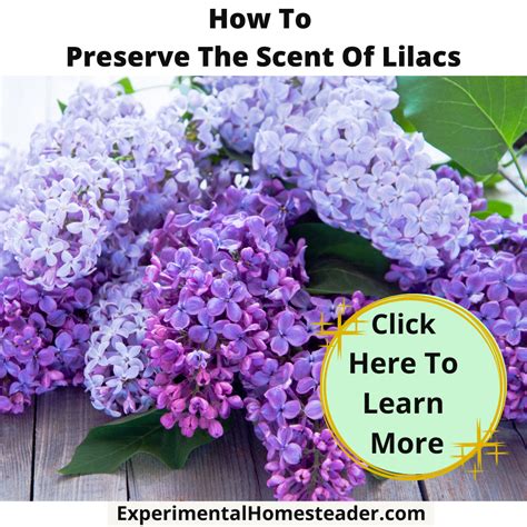 How To Preserve The Scent Of Lilacs Experimental Homesteader