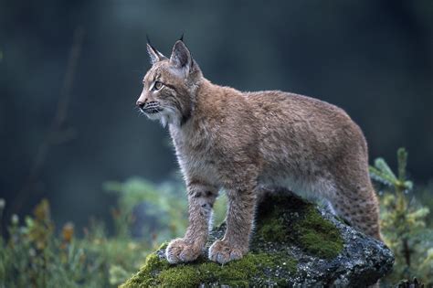 Eurasian Lynx Lynx Lynx | Eurasian lynx, Lynx kitten, Lynx