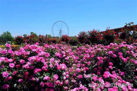 美翻了！石家庄市植物园20万株月季花开成海 知乎