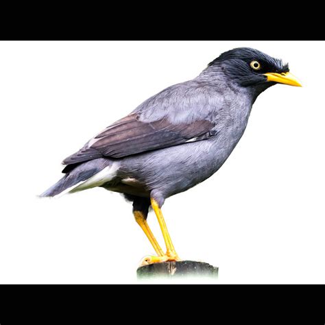 Javan Myna Acridotheres Javanicus Species Guide Birda