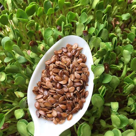 Flax Brown Linseed Microgreens Seeds Quality Seeds From Sow Seeds Ltd