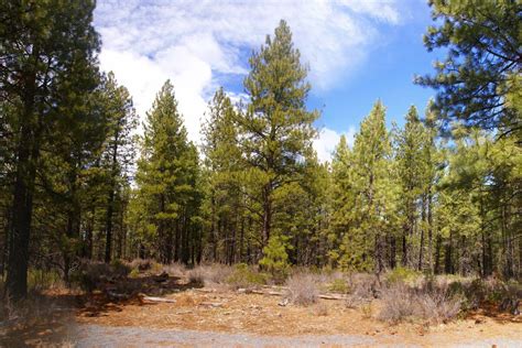 Montana State Tree: Ponderosa Pine - Pocket Montana