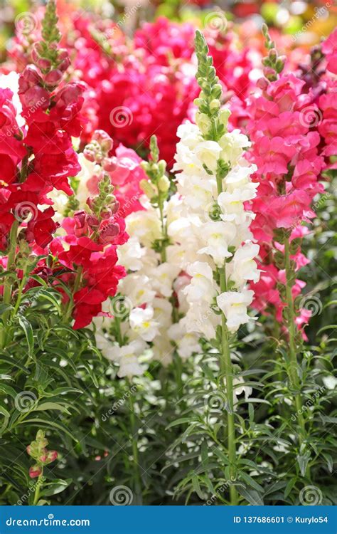 Variety Of Beautiful Antirrhinum Majus Or Snapdragon Flowers In White