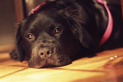 Newfie Lab Mix Labrador Mix Newfoundland And Labrador Dogs And Puppies