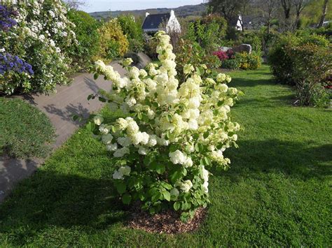 L Arbuste Du Mois Le Jardin De Danyland En Bretagne