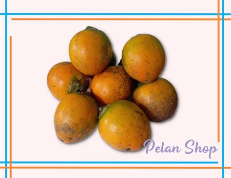 Buah Pinang Tua Kg Lazada Indonesia